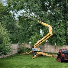 How Our Tree Care Process Works  in  Berea, SC