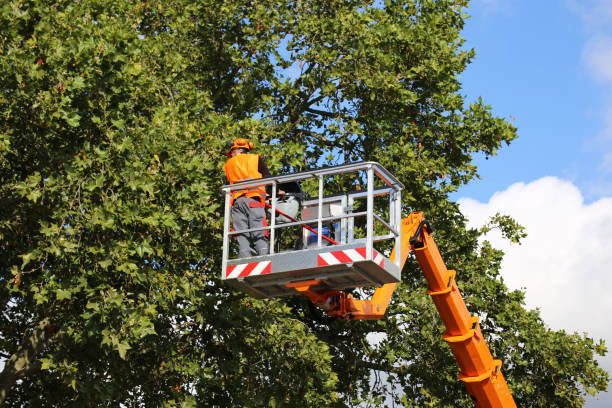 Best Tree Trimming and Pruning  in Berea, SC