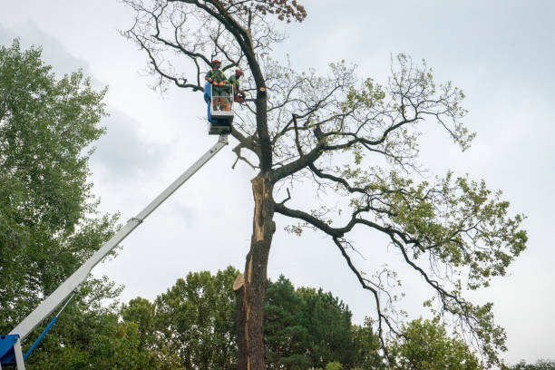 Best Tree and Shrub Care  in Berea, SC